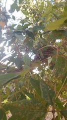 Manorina melanocephala