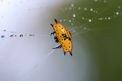 Gasteracantha quadrispinosa