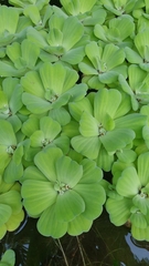 Pistia
