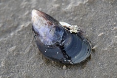 Mytilus edulis
