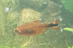 Hasemania nana