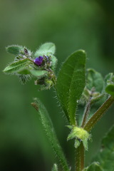 Asperugo procumbens