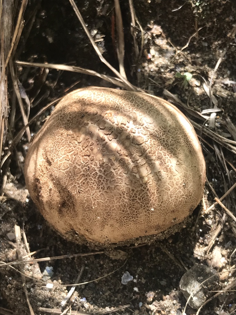 Scleroderma bovista · February 2023 · photo: © tutitah (iNaturalist, cc0)