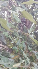 Manorina melanocephala