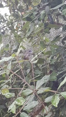 Manorina melanocephala