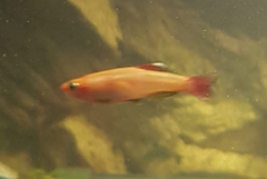 Tanichthys albonubes