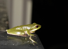 Pelodryadidae