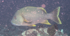 Lutjanus rivulatus