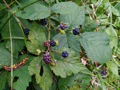 Rubus caesius