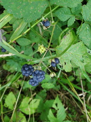 Rubus caesius