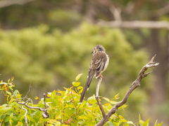 Anthochaera paradoxa