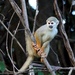 Humboldt’s Squirrel Monkey - Photo (c) CRISTINA RAPPA, some rights reserved (CC BY-NC), uploaded by CRISTINA RAPPA