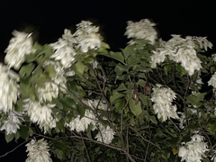 Mussaenda philippica