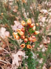 Erica cinerea