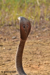Naja naja