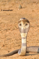Naja naja