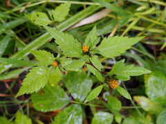 Bidens frondosa
