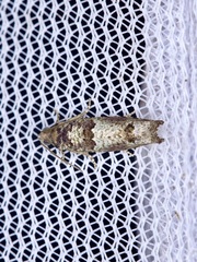 Pseudexentera knudsoni