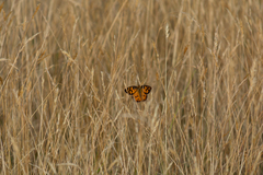 Heteronympha penelope