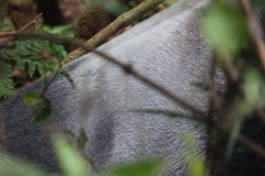 Gorilla beringei beringei