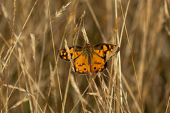 Heteronympha penelope