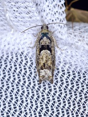 Pseudexentera hodsoni