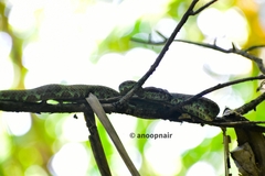 Craspedocephalus malabaricus