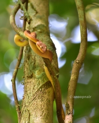 Craspedocephalus malabaricus