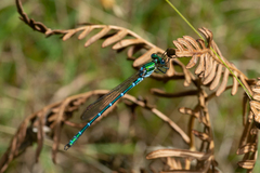 Austrolestes cingulatus
