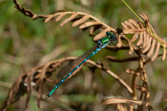 Austrolestes cingulatus
