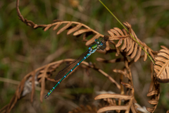 Austrolestes cingulatus