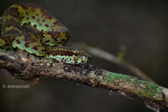 Craspedocephalus malabaricus