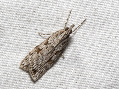 Scoparia ochrophara