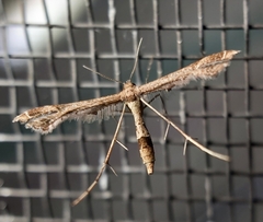 Lantanophaga pusillidactylus