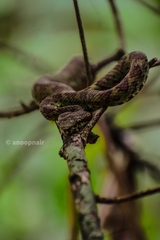 Craspedocephalus malabaricus