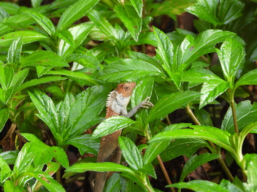 Thai Garden Lizard, Thailand, photo 9 of 10