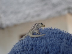 Lygodactylus picturatus