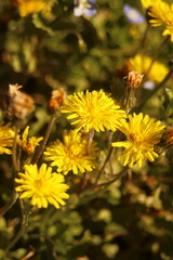 Crepis sancta