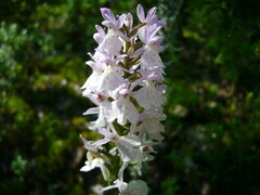Dactylorhiza maculata