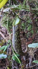 Nepenthes spectabilis