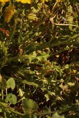 Crepis sancta