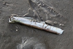 Ensis