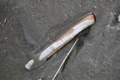 Ensis