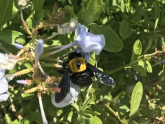 Xylocopa pubescens