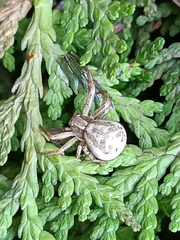 Xysticus cristatus