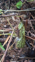Nepenthes spectabilis