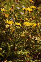 Crepis sancta