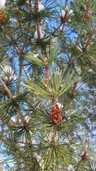 Pinus sylvestris