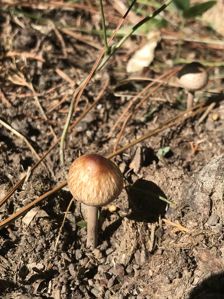 Panaeolus cinctulus · February 2023 · photo: © tutitah (iNaturalist, cc0)