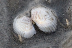 Cerastoderma edule